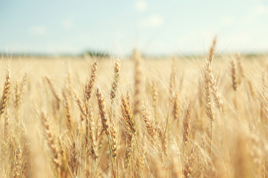 成熟季节的小麦田微距摄影高清图片