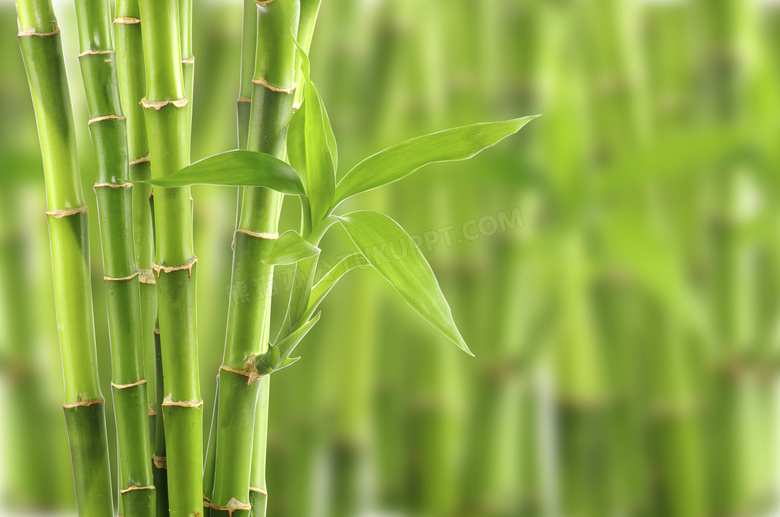 生长出绿叶的竹子特写摄影高清图片