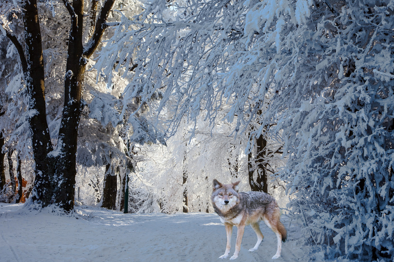 被积雪压弯了的树枝下的狼高清图片