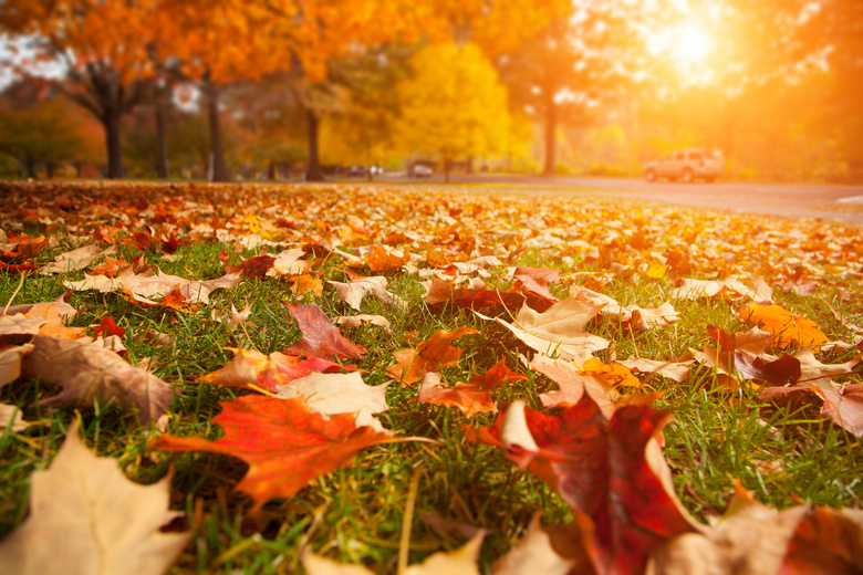 秋天草地上的落叶逆光摄影高清图片