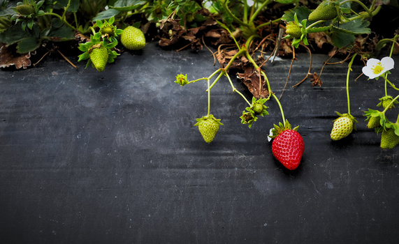 藤蔓上生长的草莓植物摄影高清图片
