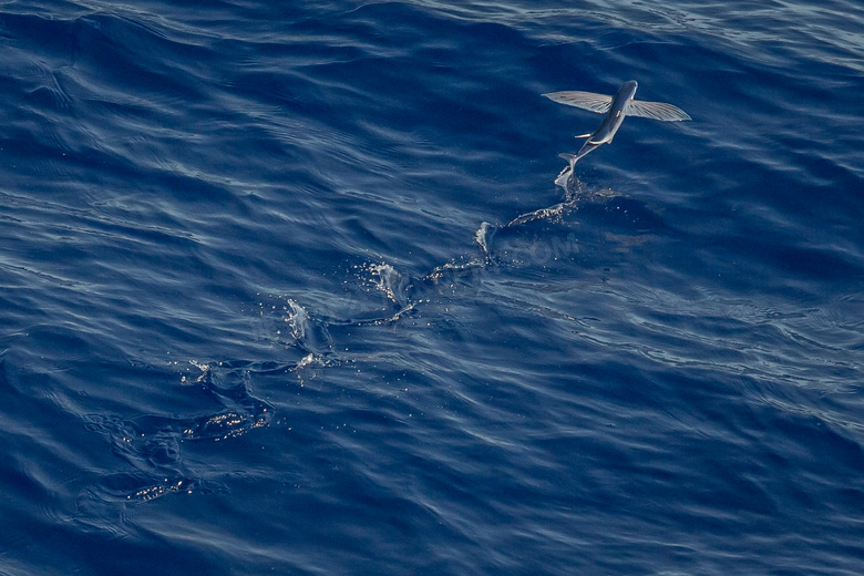 海面上高速飞行的飞鱼摄影高清图片