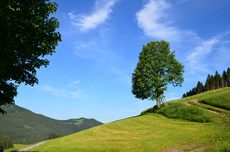 山坡上的树木自然风光摄影高清图片