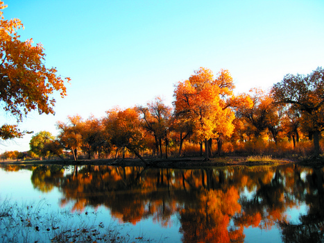 秋季唯美的胡杨树摄影图片