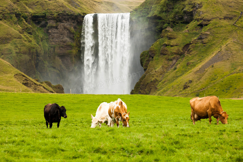 瀑布风光与在吃草的牛摄影高清图片