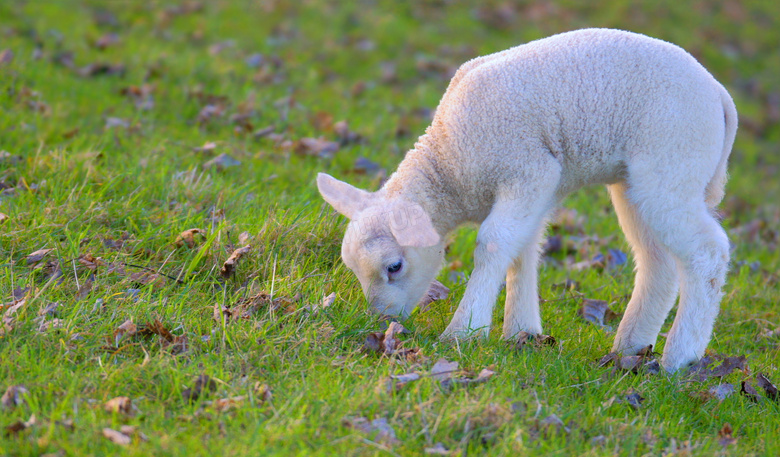 低头在吃青草的小绵羊摄影高清图片
