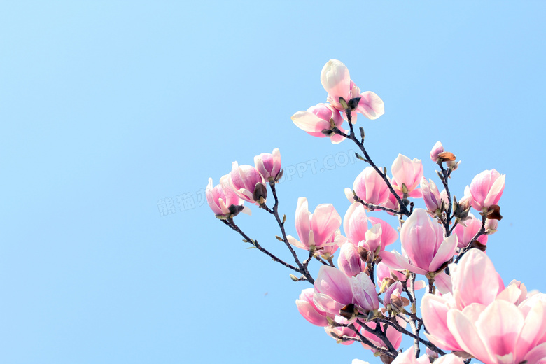 蓝色背景上的粉红色花摄影高清图片