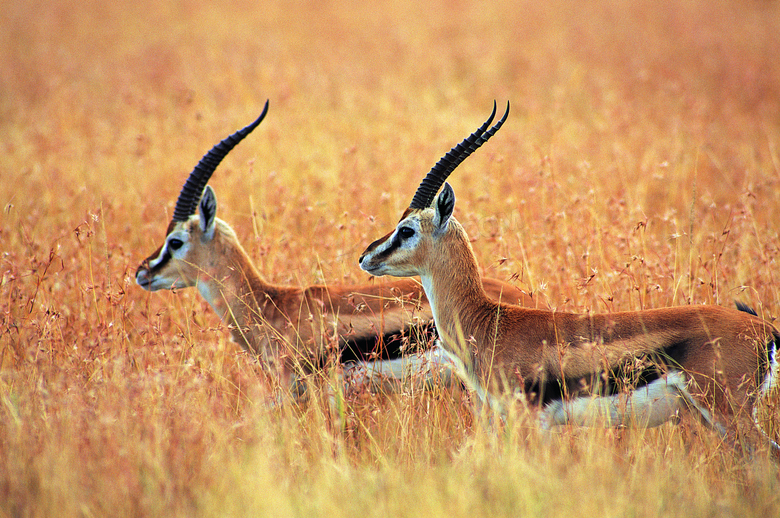 在草丛中的两只藏羚羊摄影高清图片
