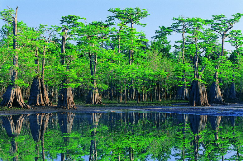 水边的茂密树林自然风景高清图片