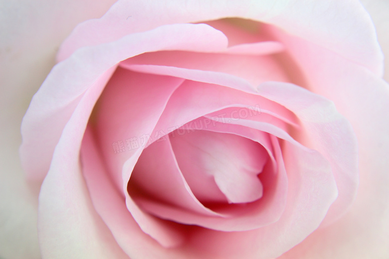粉色玫瑰微距摄影高清图片