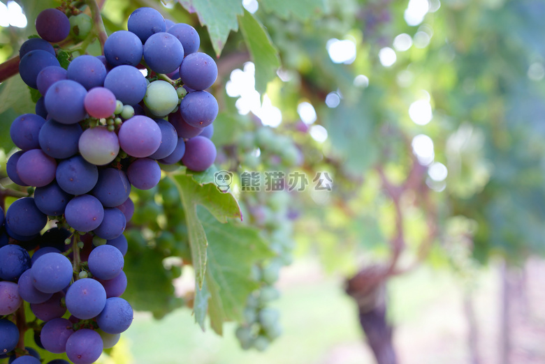 食物 水果 葡萄