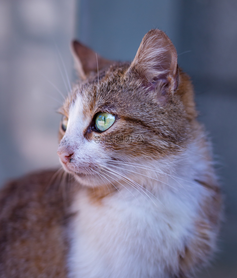 动物猫特写jpg格式图片下载_熊猫办公