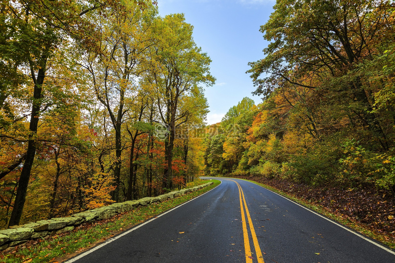 秋天落叶下的公路风景图