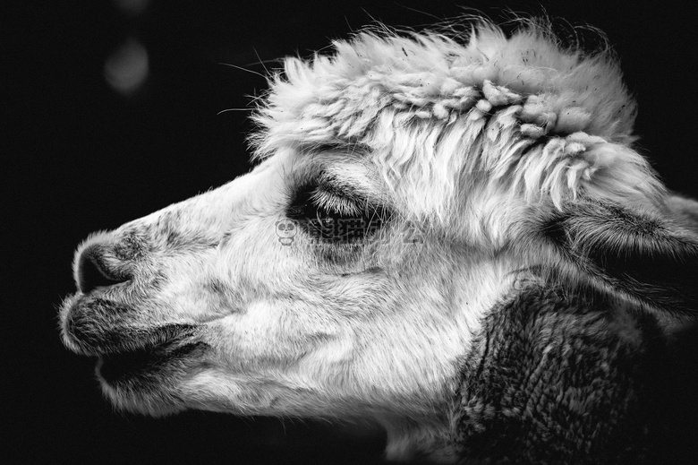 羊驼 动物 摄影
