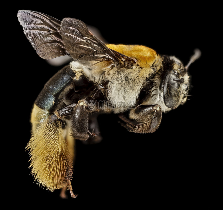 美丽的 蜜蜂 生物学