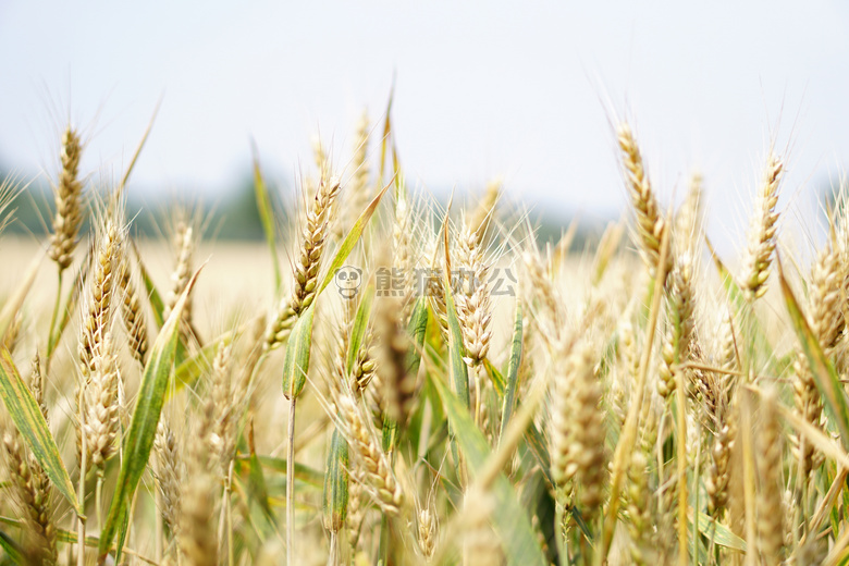 农业 适于耕种的 大麦