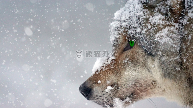 下雪天里的狼特写图片