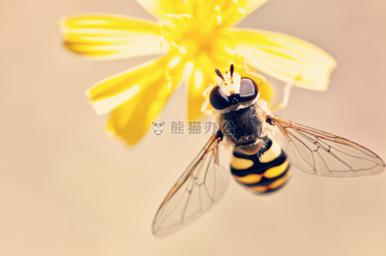 天线 蜜蜂 开花