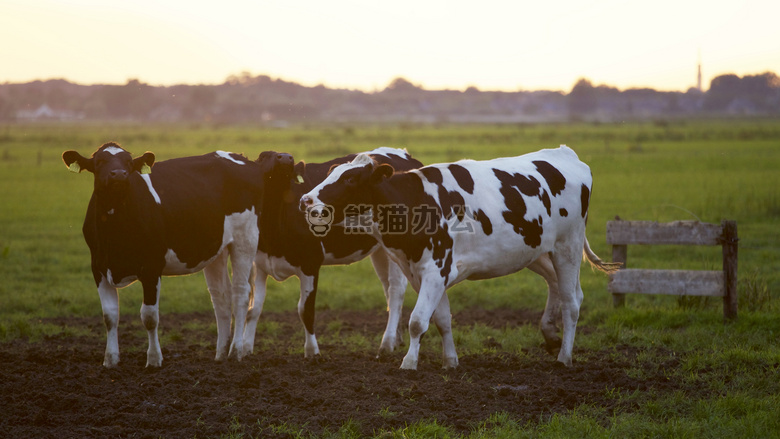 农业 动物 摄影