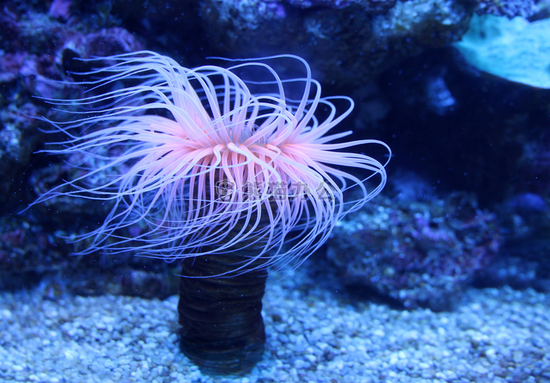 银莲花 动物 珊瑚虫