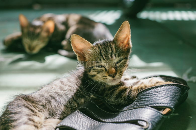 动物 模糊 猫