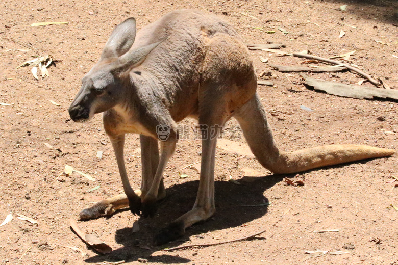 动物 澳大利亚 棕色的