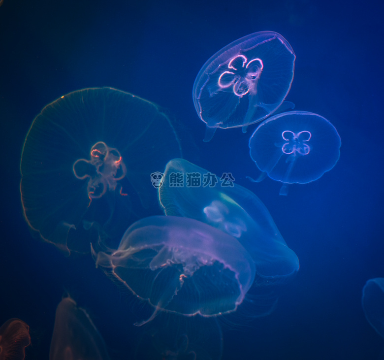 摘要 动物 水族馆
