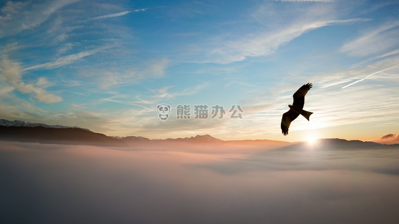 日出下遨游的老鹰背景图片