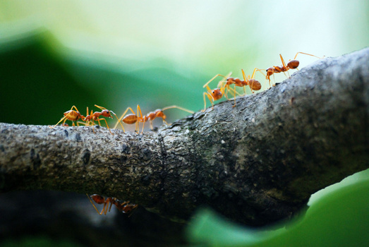 动物 天线 蚂蚁 