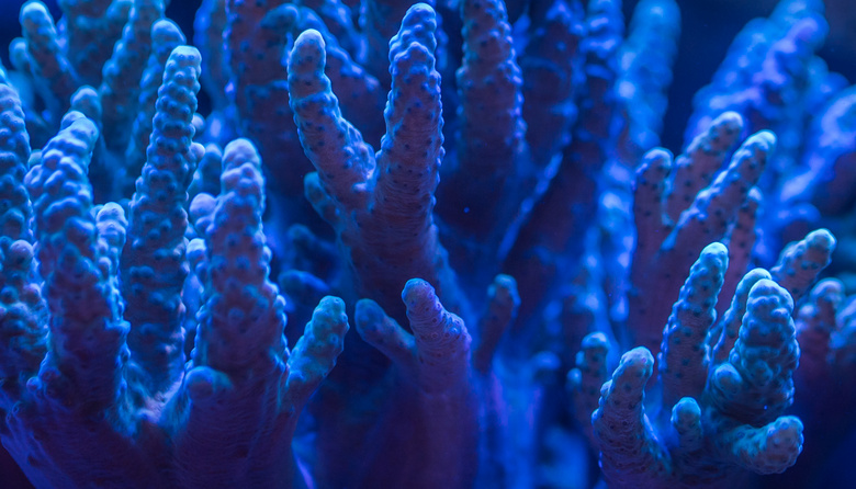 水族馆 水生 珊瑚 