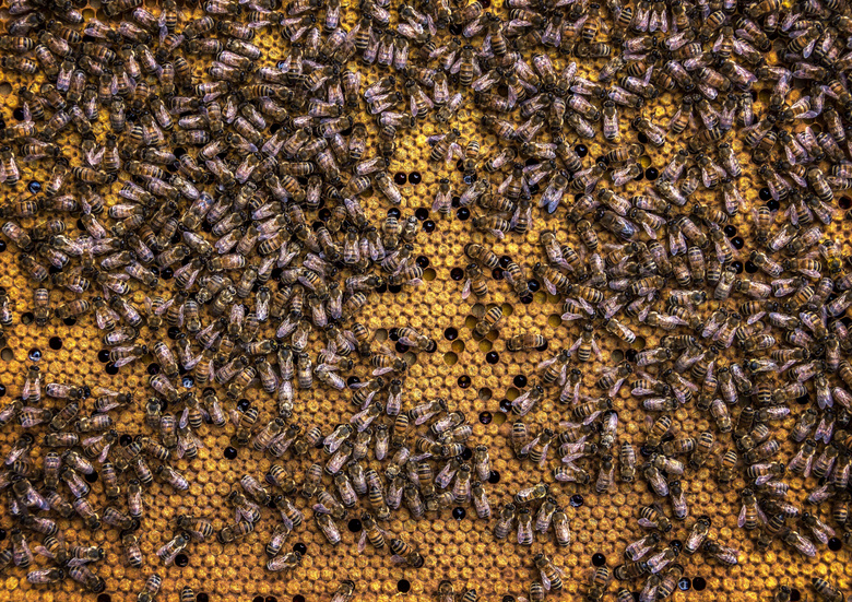 蜂窝 养蜂 蜜蜂 