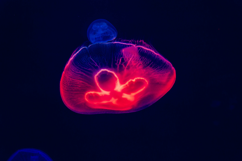 水 水族馆 艺术 