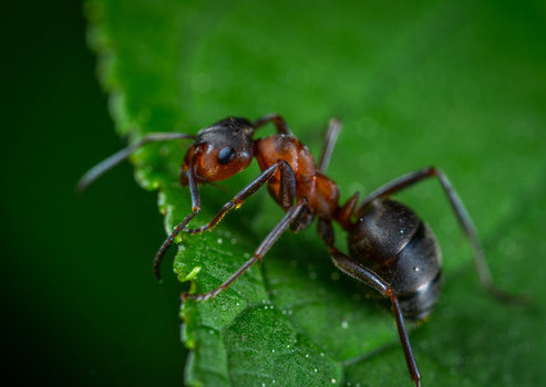 蚂蚁 缺陷 昆虫 