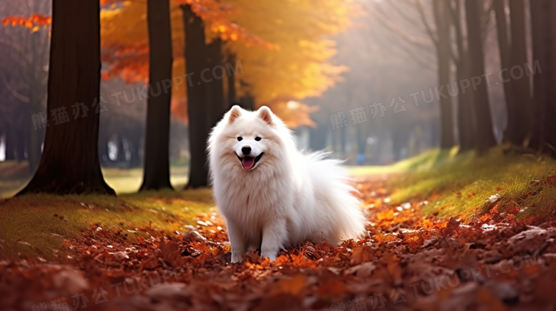秋季落叶中的白色宠物狗摄影图