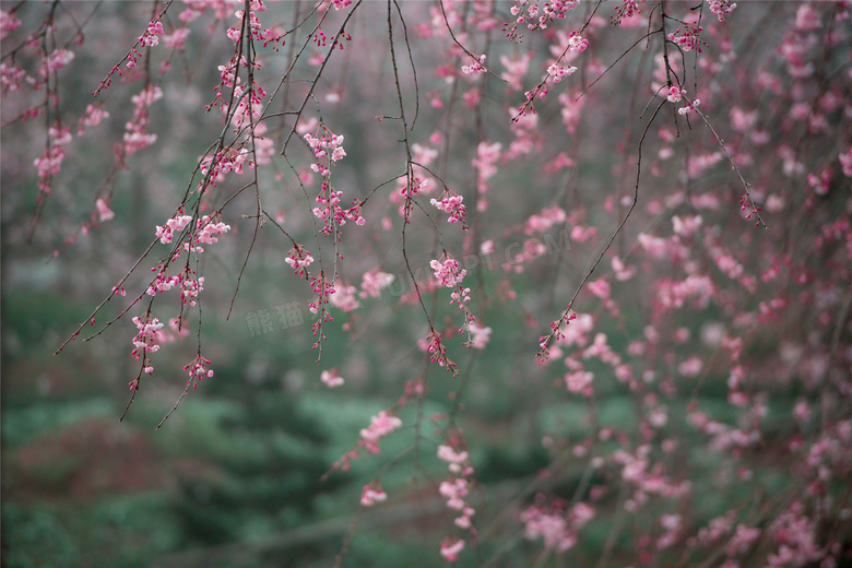 春天樱花开花图片