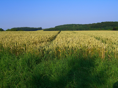 麦田小麦成熟图片