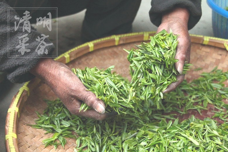清明節(jié)采茶圖片
