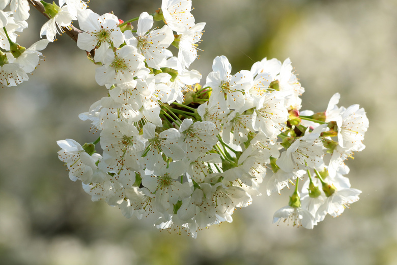 春天白色樱花开放图片