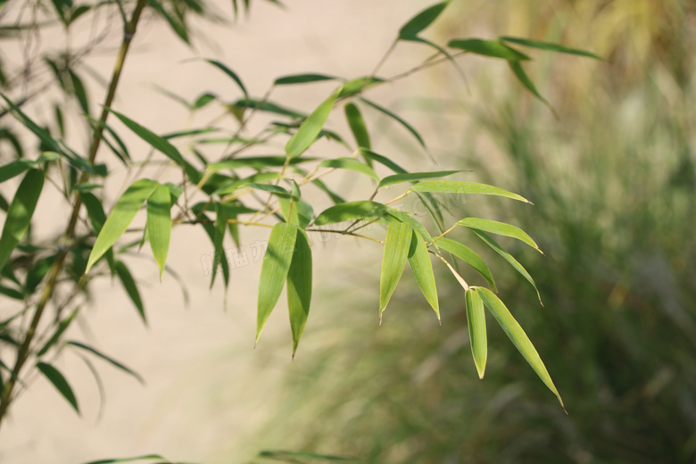 摄影图 竹林 绿色竹林竹叶图片  收藏