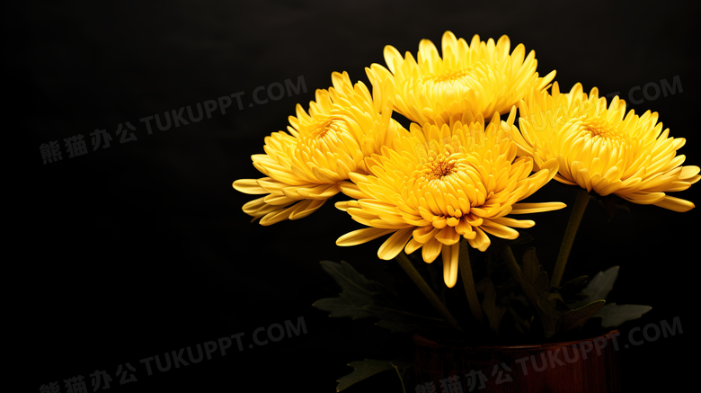 金黄色菊花摄影图