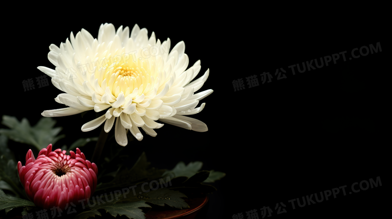 一朵白色的菊花图片