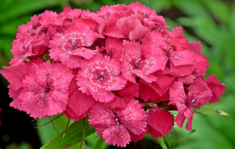 粉色石竹花鲜花图片