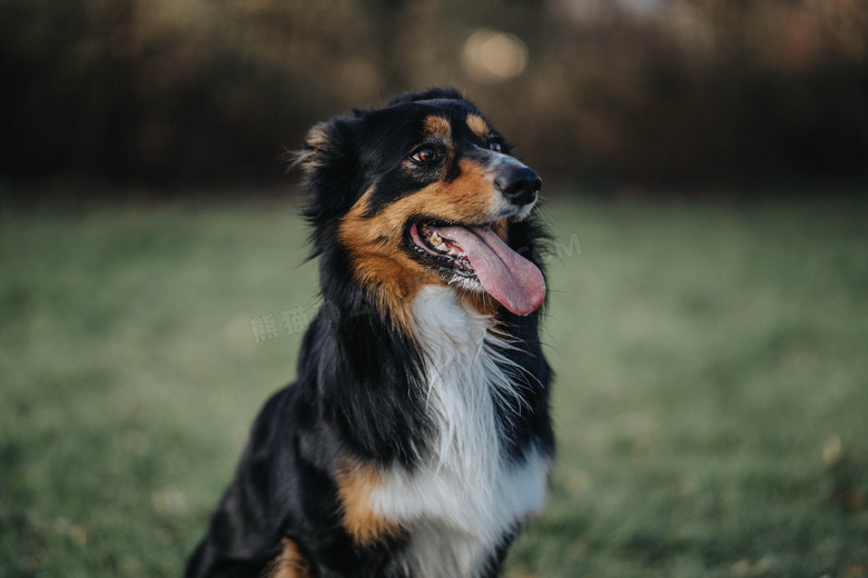 纯种黑色澳牧犬图片