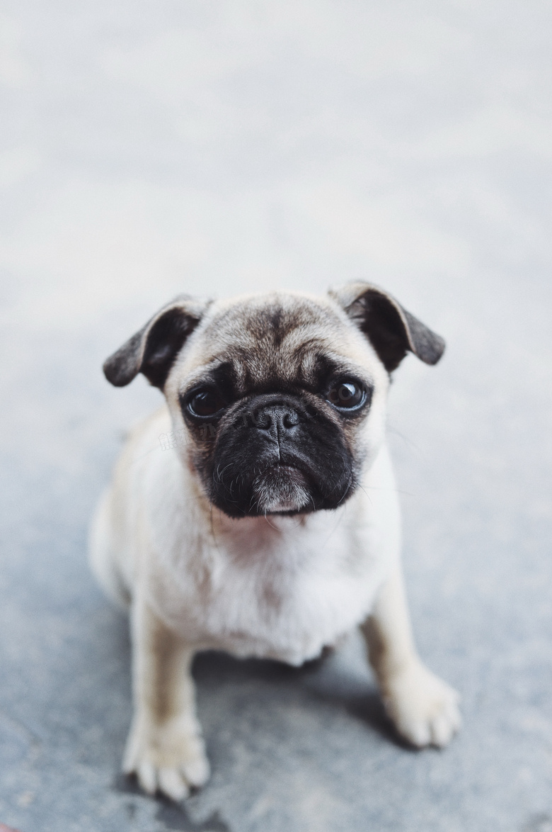 可爱纯种巴哥犬图片