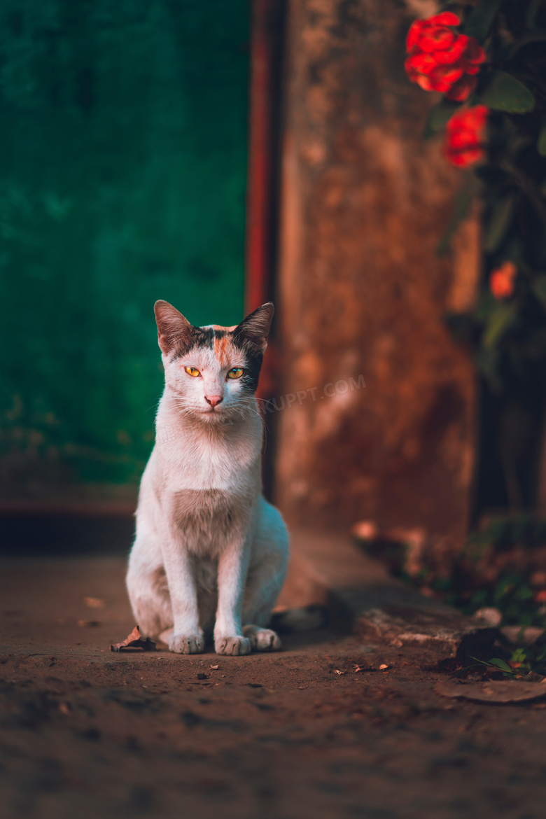 流浪花猫图片