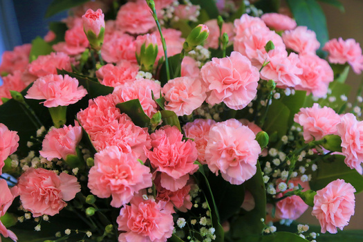 康乃馨花朵花束图片
