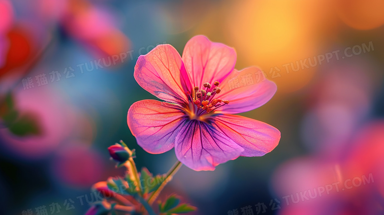 紫红色露薇花特写图片