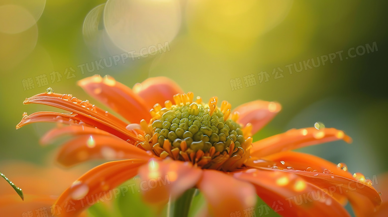 彩色非洲菊特写图片