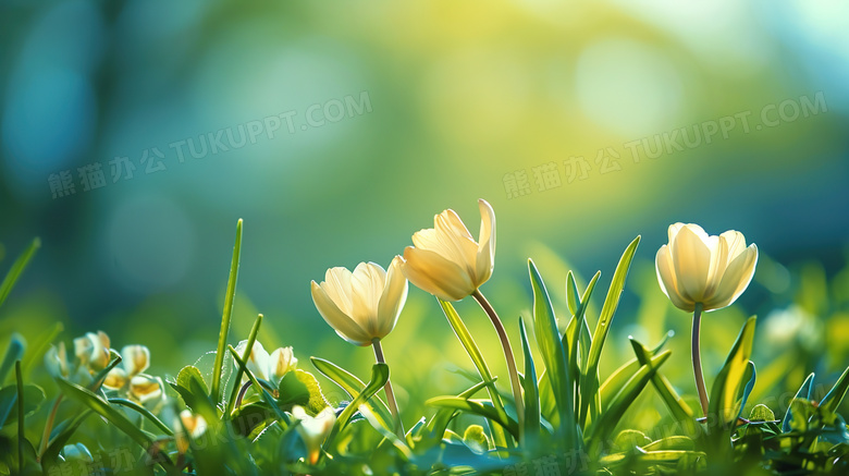 绿色草地上盛开的黄色花朵特写图片