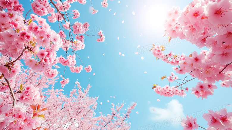 春季盛开的樱花树下仰视蓝天图片